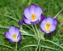 Crocus 8P032D-13
